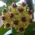 HOYA CUMMINGIANA 2 thumbnail
