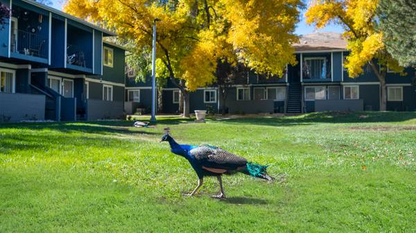 $1,620 / 2br - 748ft2 - ¡A poca distancia del centro! (Carson City)63654654945665124