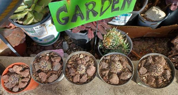 Purple Cactus $3-5 1