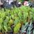 CACTUS SUCCULENT PRICKLY PEAR Fruit bearing 3 Gallon 3 thumbnail