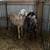 Purebred Nubian Buck buck goat Goat goats 2 thumbnail