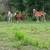 Horse 10 thumbnail
