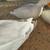 Call ducks 6 thumbnail