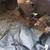 1960 Triumph TR3A Parts car only 22 thumbnail