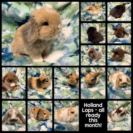 Holland lops 1