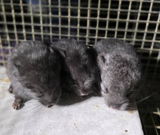 Chinchillas bebés listos para nuevo hogar (Ankeny)63671573131649123