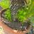 Sago Palm tree 3 thumbnail