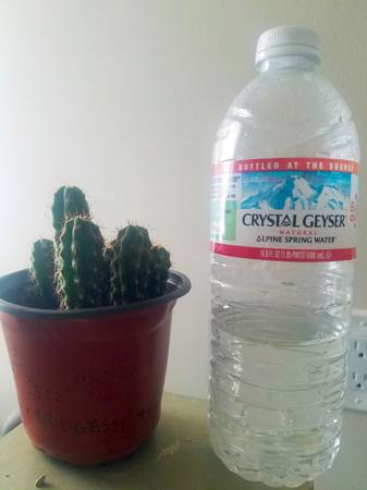 10 San Pedro Cactus plants - $50 (oakland hills / mills)63437180949377121