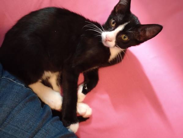Free Male Kitten (Midwest City)63670591141761120