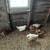 Trade young chickens for older layinghens 1 thumbnail