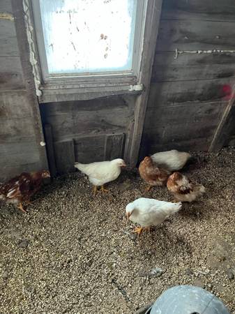 Trade young chickens for older layinghens 1