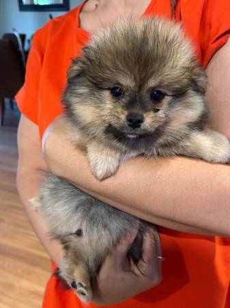 Pomeranian Puppies. (concord / pleasant hill / martinez)63890025232897123