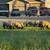 Suffolk Ram 8 thumbnail
