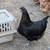 Chickens hens color 4 thumbnail