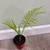 Bundle of 4 beautiful house plants 5 thumbnail