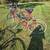 Vintage Bikes 1 thumbnail