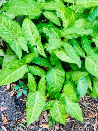 Arrowhead Air Purifying Plant 1