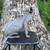 Blue Sphynx 3 thumbnail