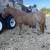 Bred mini mare- Christmas pony 13 thumbnail