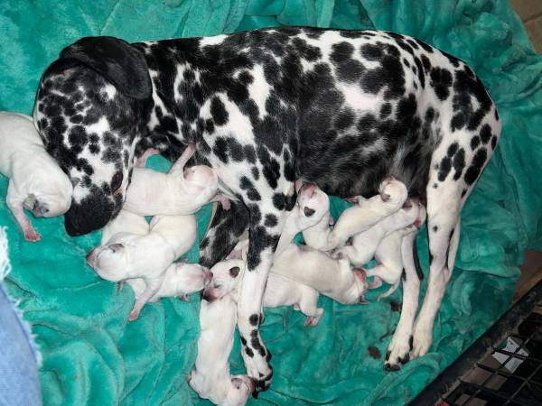 Dalmata 1