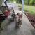 Ukc American bully 1year and 4 months 4 thumbnail
