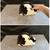 Mini Rex Rabbits 5 thumbnail