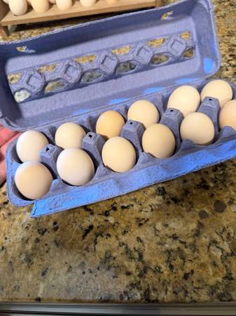 Bantam Eating Eggs 1