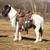 Flashy & Sweet Pony Gelding 1 thumbnail
