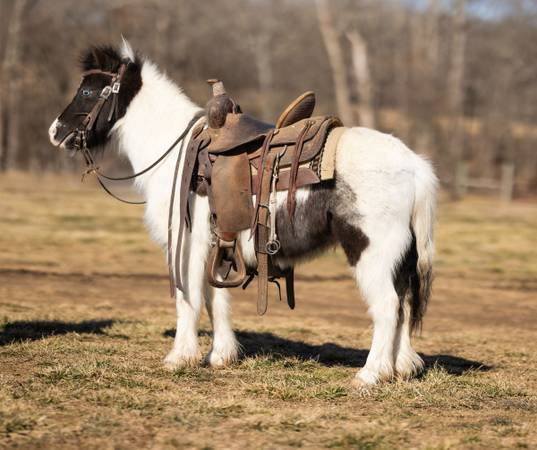 Flashy & Sweet Pony Gelding 1