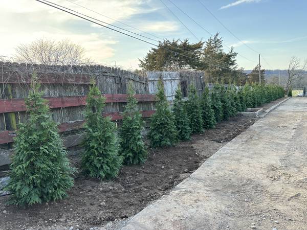 Green Giant Arbs for Privacy Screen - $250 (Doylestown)63442981007105122