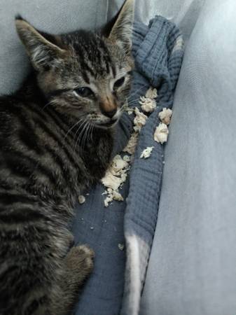 Tigre de 9 semanas de edad despojó a un gatito (sureste de Portland)63916332699267122