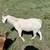 Goat 1 thumbnail