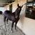 AZTECA GELDING 4 thumbnail