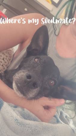 Lost Black Dog Near Mandarin Middle (Lexington Place- Jacksonville, FL)63681996801793122