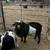 Whole male pygmy goats for call 3 thumbnail