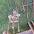 scaffoldling 7 thumbnail
