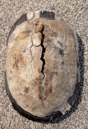 OLD TURTLE SHELL 1