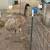 1 Brown Emu 1 thumbnail