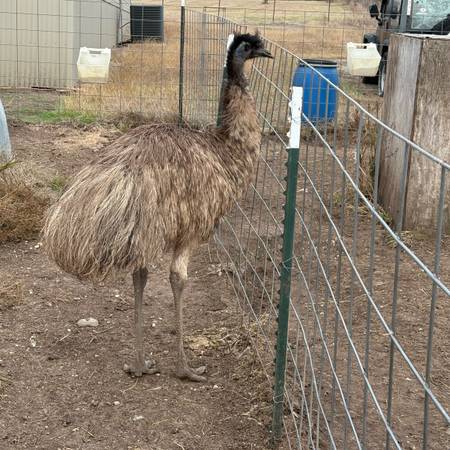 1 Brown Emu 1