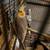 Cockatiel and Parakeet Birds (All Ages) 5 thumbnail