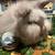 🍄 Beautiful English Angora Bunny Three Months Old 3 thumbnail