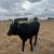 Yearling Brahman Cross Bull 3 thumbnail