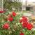Nice Big master bedroom with bathroom/ garage /own exit, walk to Dland 9 thumbnail