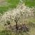 Small  Plum and Vine Cherry trees, mint bushes 6 thumbnail