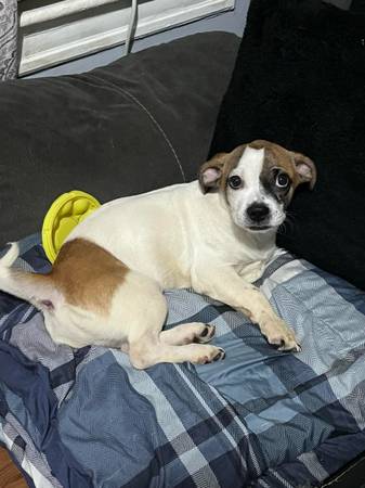 Puppy 6  months old (Staten Island)63690261234433122