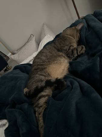 Sweet Cat Needs a New Forever Home (Carlsbad)63894603265923124