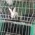 Meat rabbits 4 thumbnail