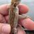 Bearded Dragon Baby Morph Genetics 5 thumbnail