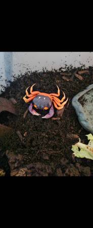 Three moon crabs with set up (Denver)63679552846977122