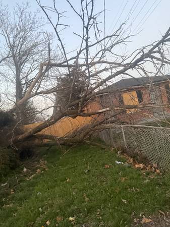 Yard Debris & Tree Limb Removal – 314-629-5110 1